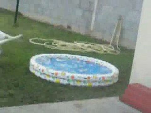 Chiots qui jouent dans la piscine