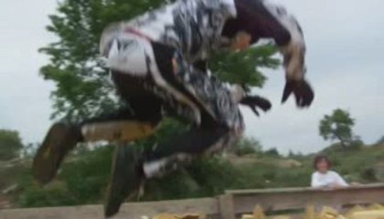 Trailer
