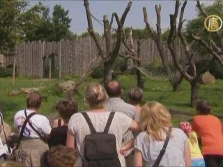 Радость мамы-гориллы