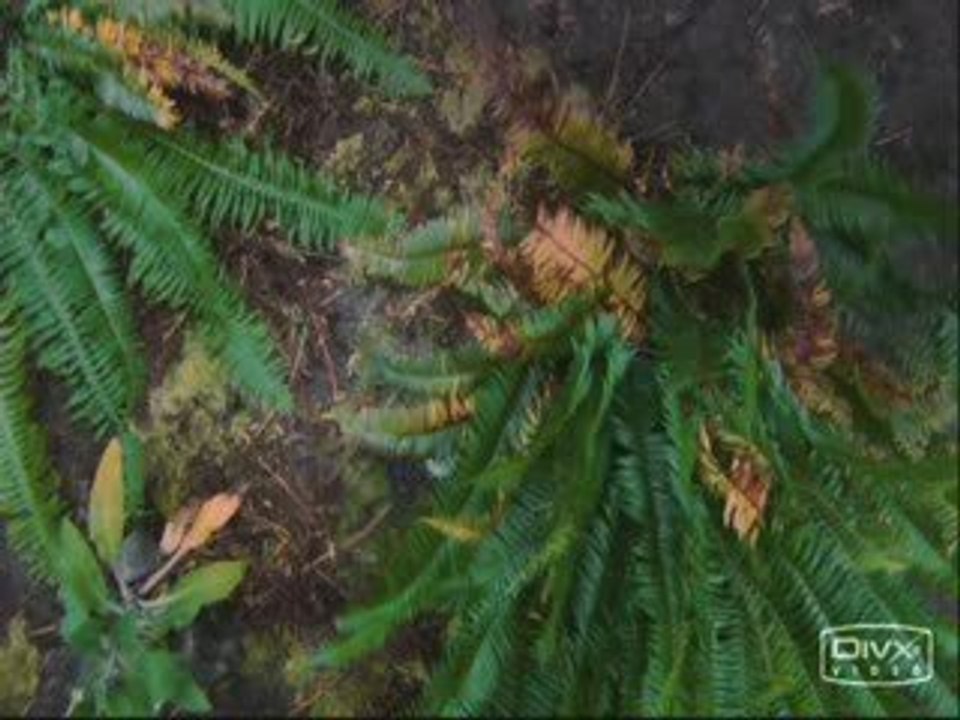 BSG A la recherche de la Terre