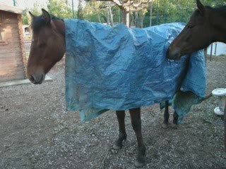 Elevage du Domaine des Cadières