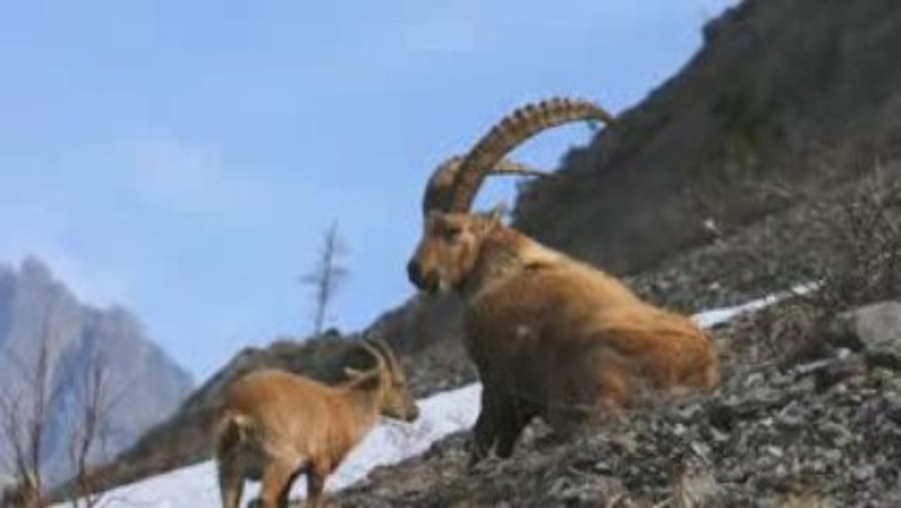 Stages Photo Animaliere Fred Malguy en Briançonnais - Ecrins