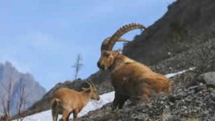 Stages Photo Animaliere Fred Malguy en Briançonnais - Ecrins