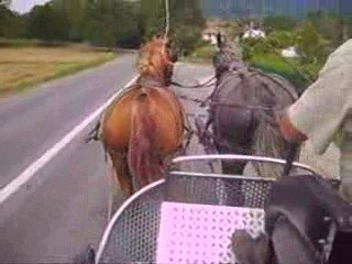 Sirène atteler en paire, débourrage