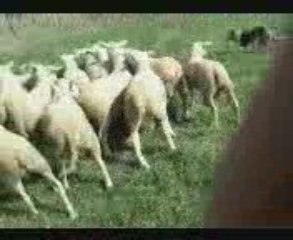 VID 00005-20090807-1000