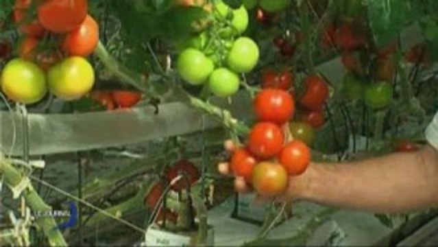 15 millions d'euros pour les producteurs de fruits et légumes