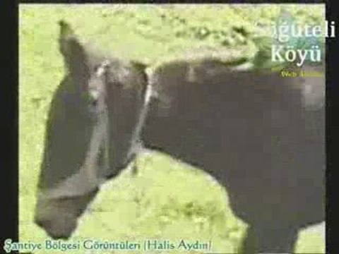 Söğüteli Köyü Şantiye Bölgesi Görüntüleri ve Halis Aydın