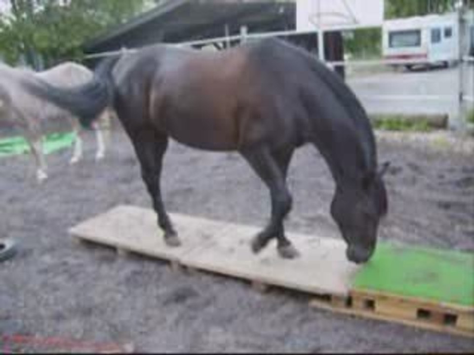 Zora, travail au sol et à cheval en liberté