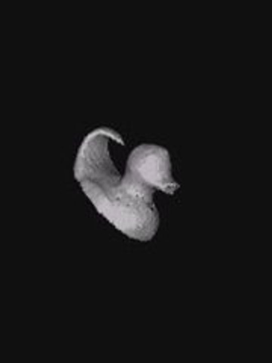 diego le canard en 3d