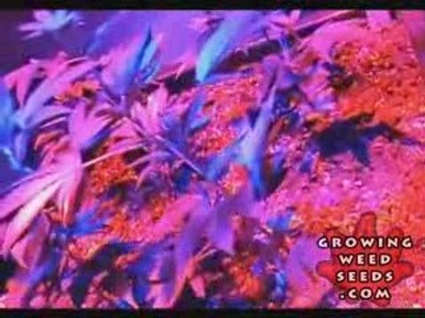 Tips and tricks for growing kush weed with LED lights - 2