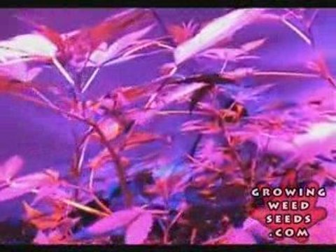 Tips and tricks for growing kush weed with LED lights - 3