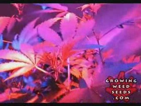 Tips and tricks for growing kush weed with LED lights - 4