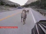 Ram Ramming a  Car