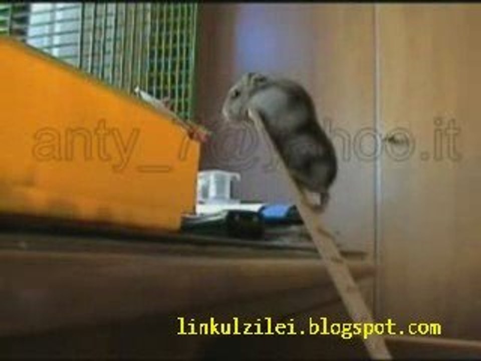 Hamster Learning From His Mistakes