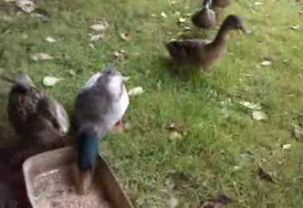 les canards a l'etang