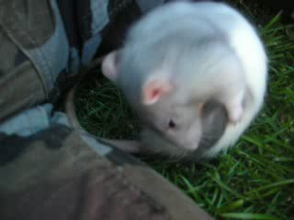 les rats et la tecktonik