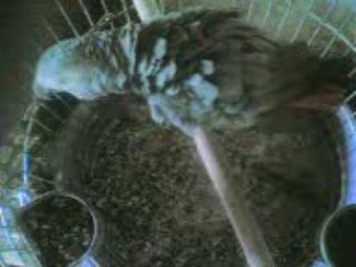 !!!BU JAKO BİR HARİKA!!! İNCELEYİN GÖRÜN..