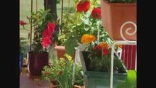 Balcon de juillet 2009