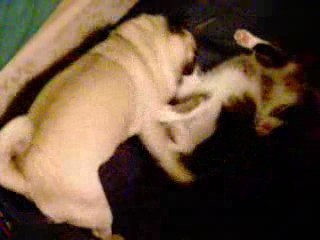 Mon chien, jouant avec ma chatte