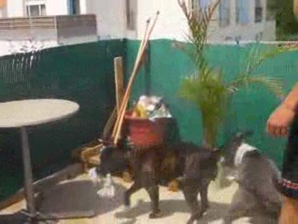 combat staff vs staff lol