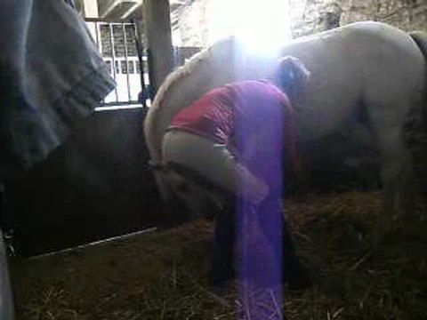 Brandy qui apprend la révérance