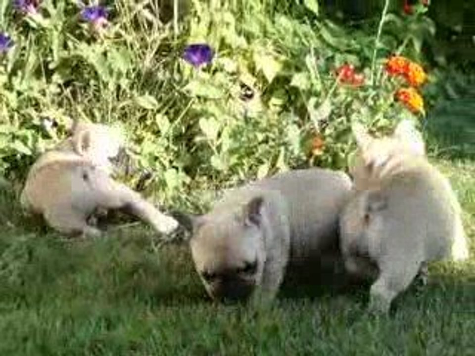 Les chiots 39 jours