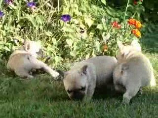 Les chiots 39 jours