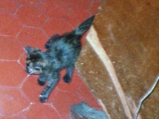 mes chats