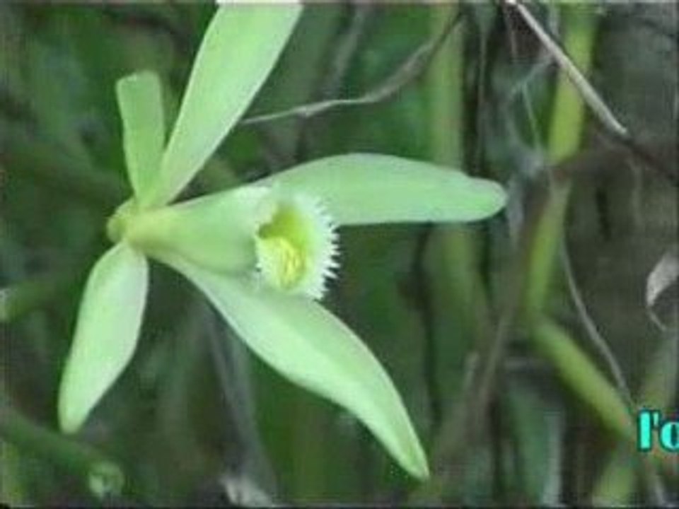 Découverte de la biodiversité de Raiatea