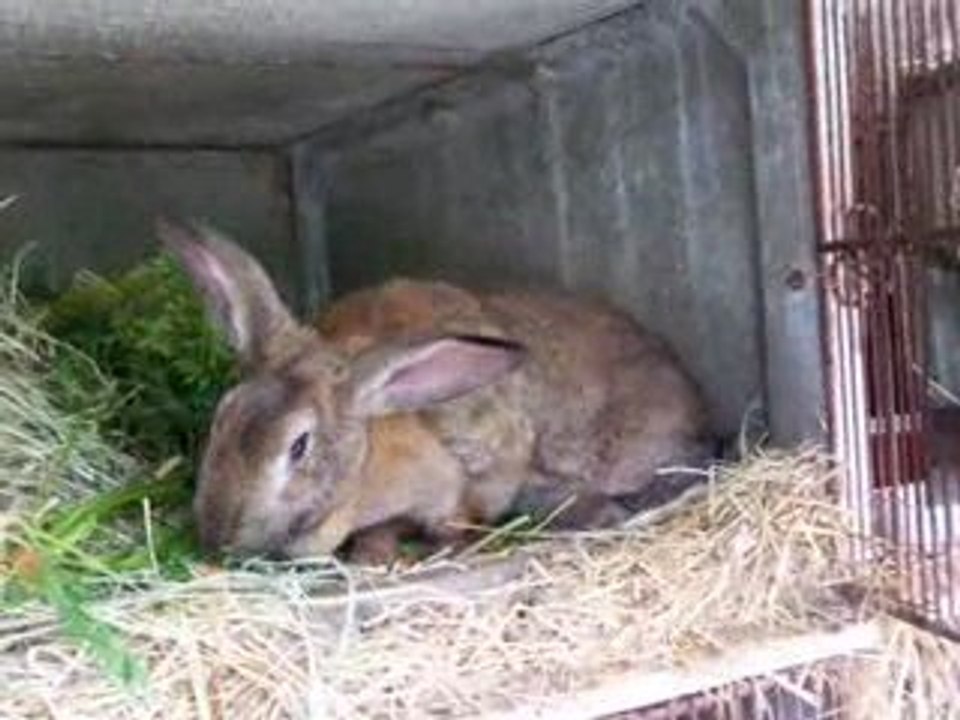 Ma super lapine !!