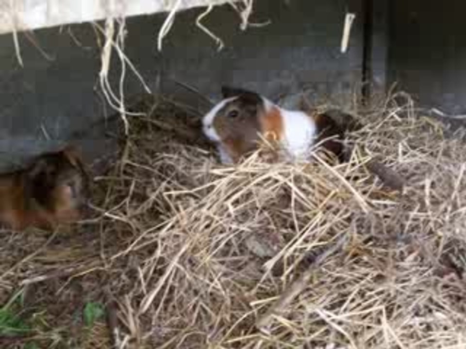 Mes petits sucres d'orges !!