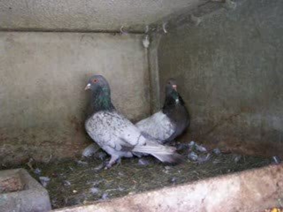 Mon couple d'enfer de Cauchois !!