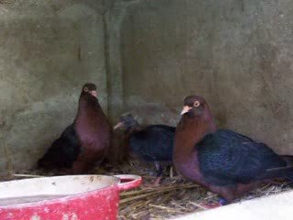 Mon couple de bouvreuil !