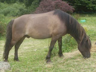 Les Wap Wap : Anaïs