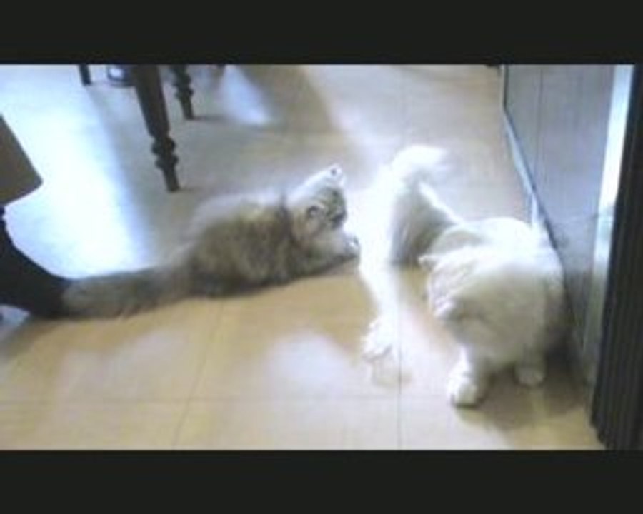 chaton persan chinchilla