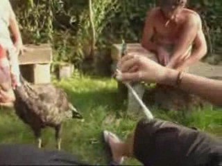 Avez-vous déjà vu...Un dindon qui voulait spinner ?