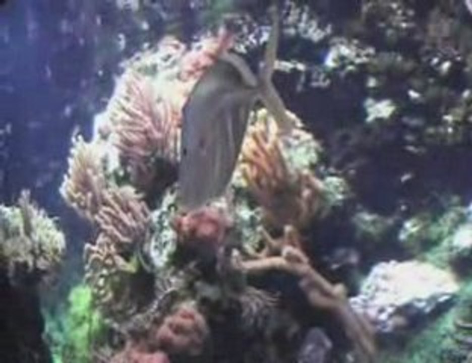 aquarium de la rochelle