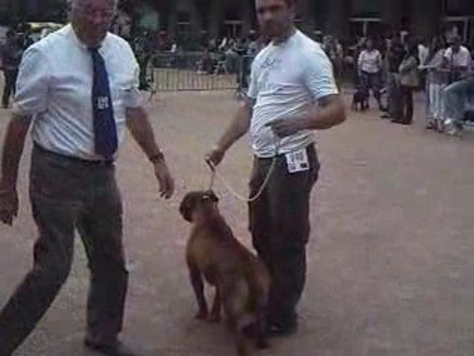 EXPOSITION CANINE DE CHATEL GUYON (63)