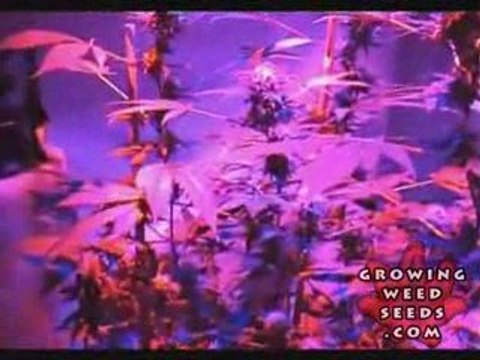 Tips and tricks for growing kush weed with LED lights - 9