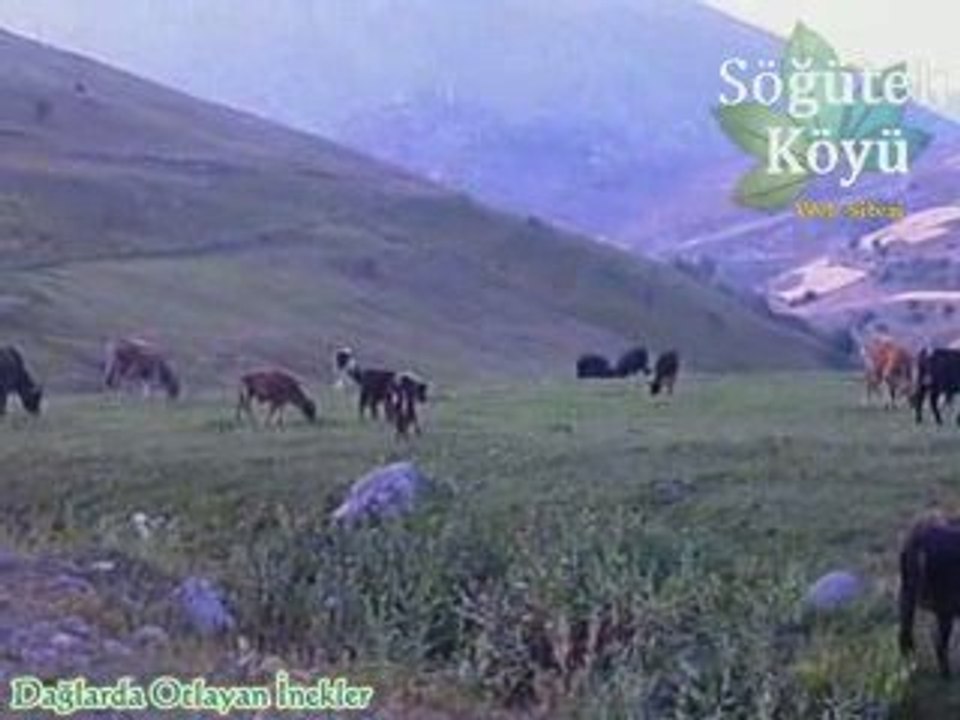 Gümüşhane İli Kürtün İlçesi Dağlarında Otlayan İnekler