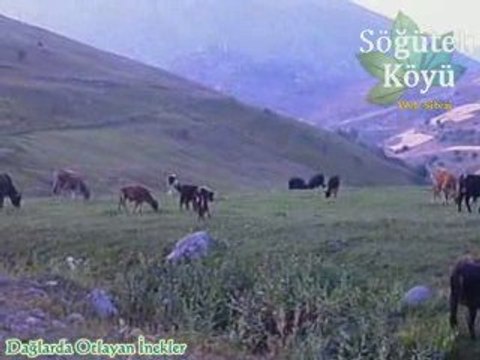 Gümüşhane İli Kürtün İlçesi Dağlarında Otlayan İnekler