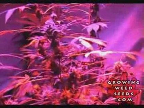 Tips and tricks for growing kush weed with LED lights - 12
