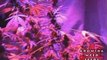 Tips and tricks for growing kush weed with LED lights - 13