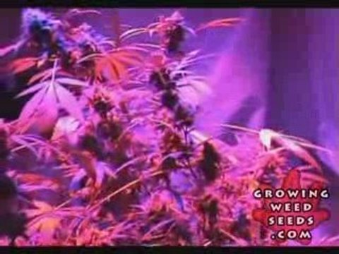 Tips and tricks for growing kush weed with LED lights - 13