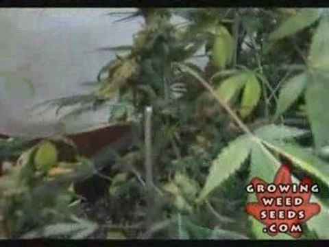 Tips and tricks for growing kush weed with LED lights - 14