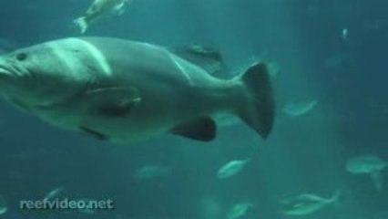 Ocean Meditation: Sea Voyager at the Georgia Aquarium