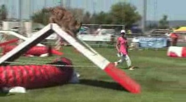 Trophée agility par equipe Montelimar 2009