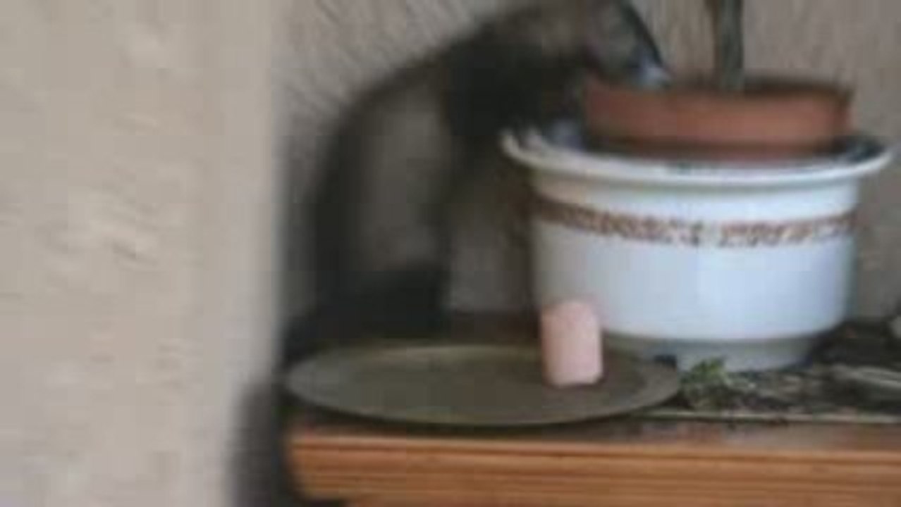 Araignée ou furet ?