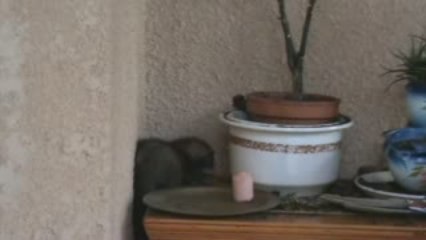 Araignée ou furette (2)