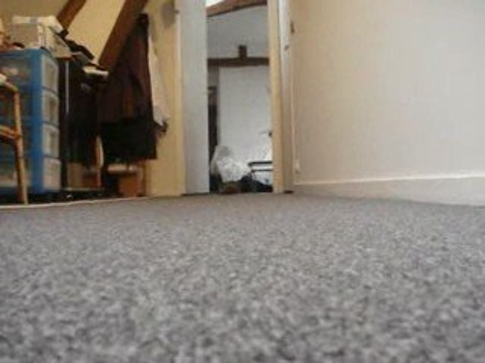 Un p'tit chat qui se prend pour un p'tit chien